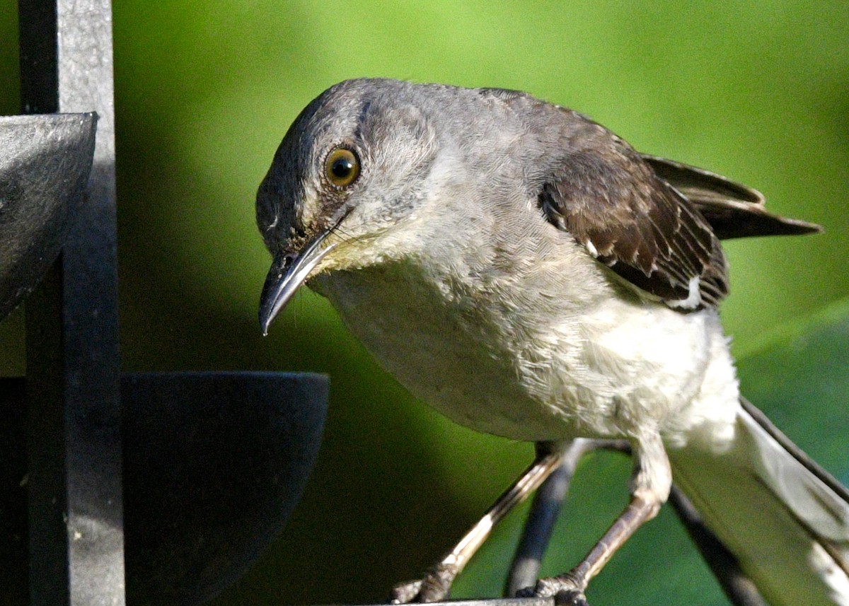 Northern Mockingbird - ML620601770