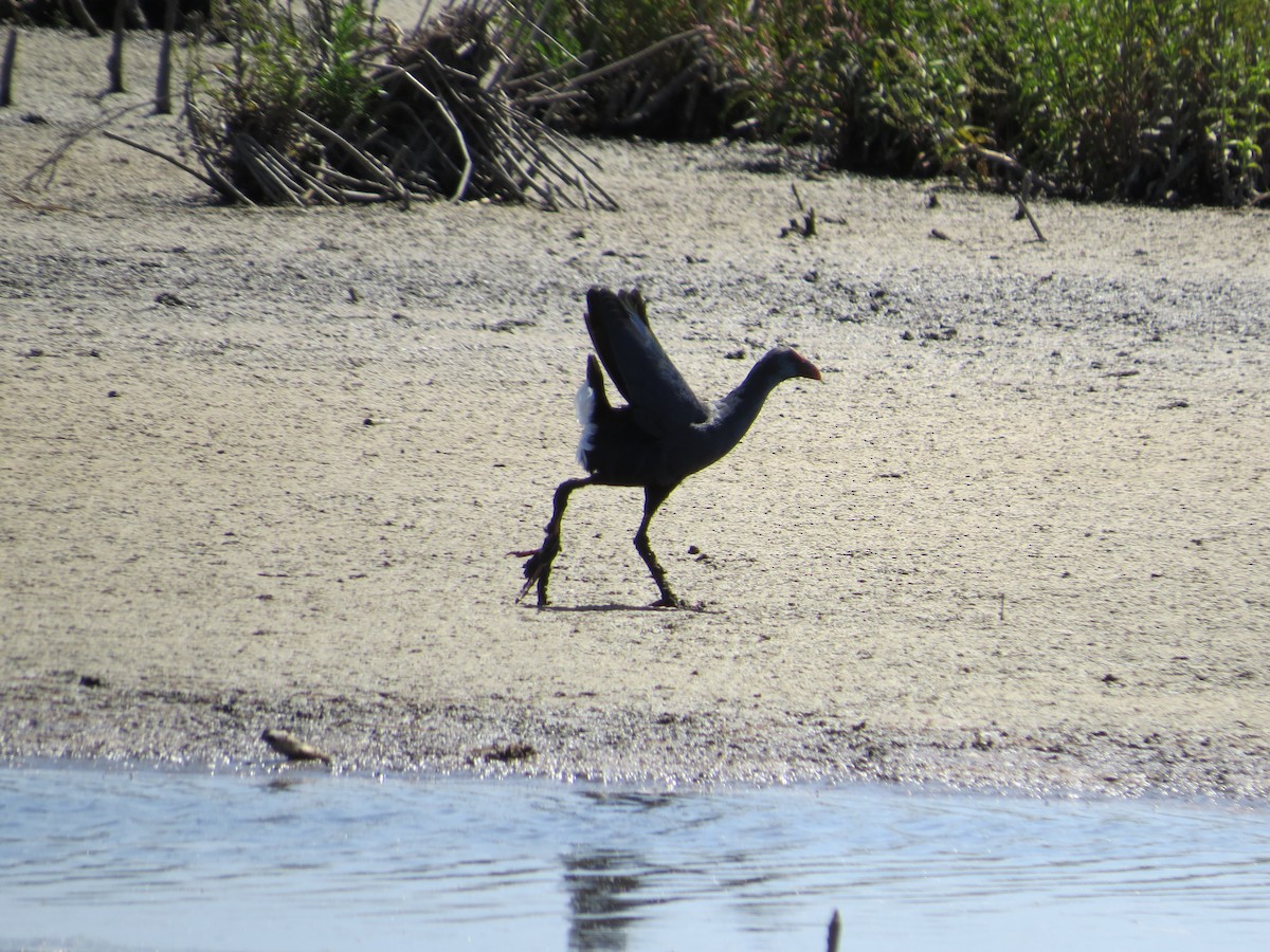 African Swamphen - ML620601773