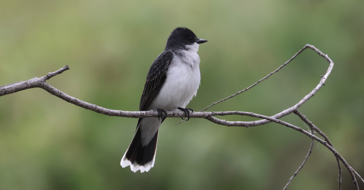 Eastern Kingbird - ML620601775