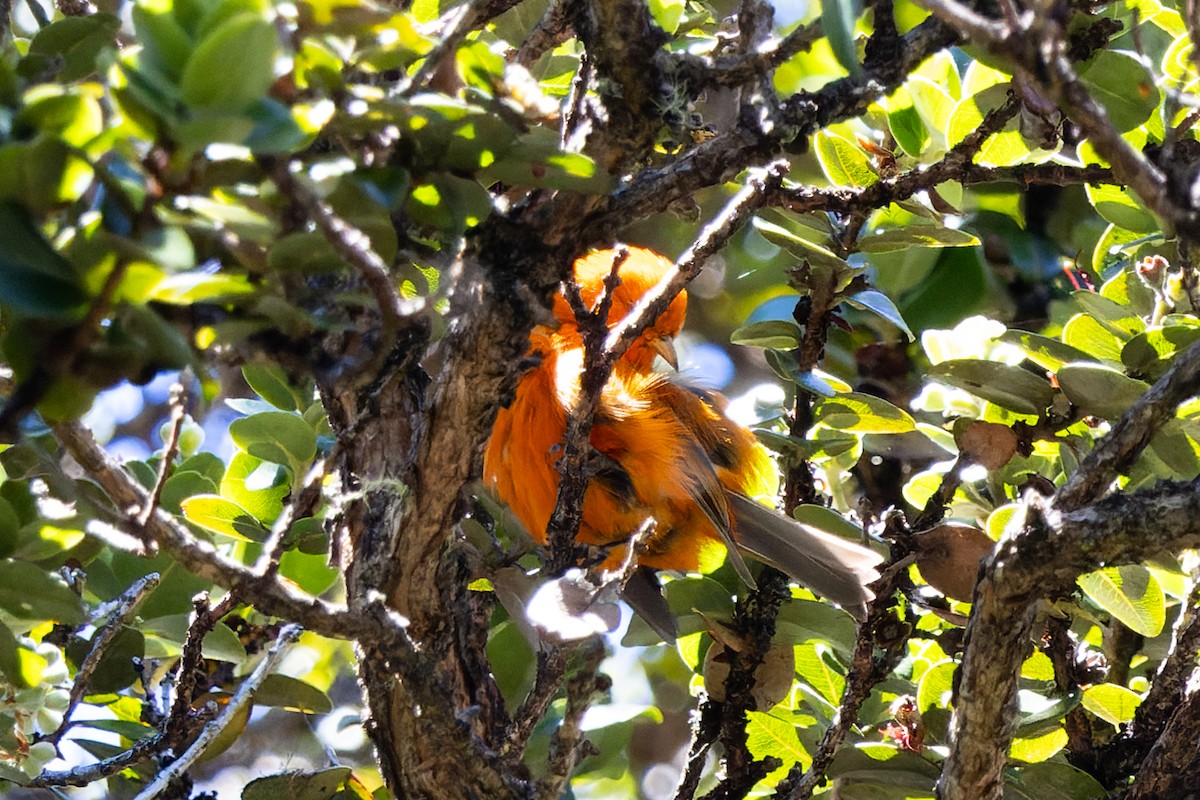 Hawaii-Akepakleidervogel - ML620601777