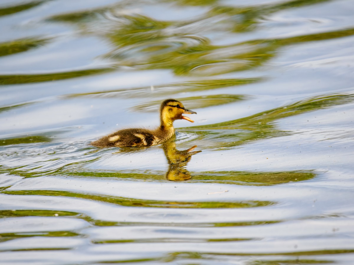 Canard colvert - ML620601779