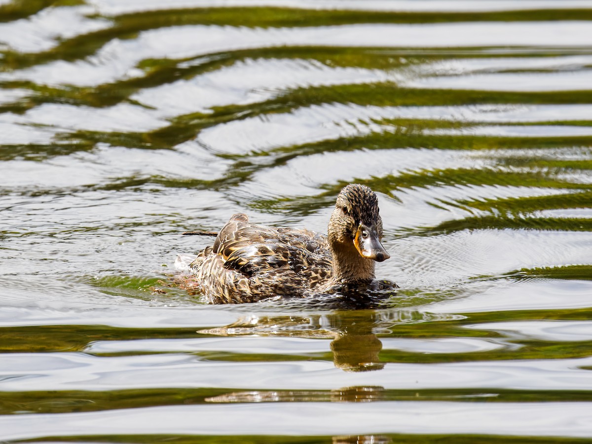 Canard colvert - ML620601780