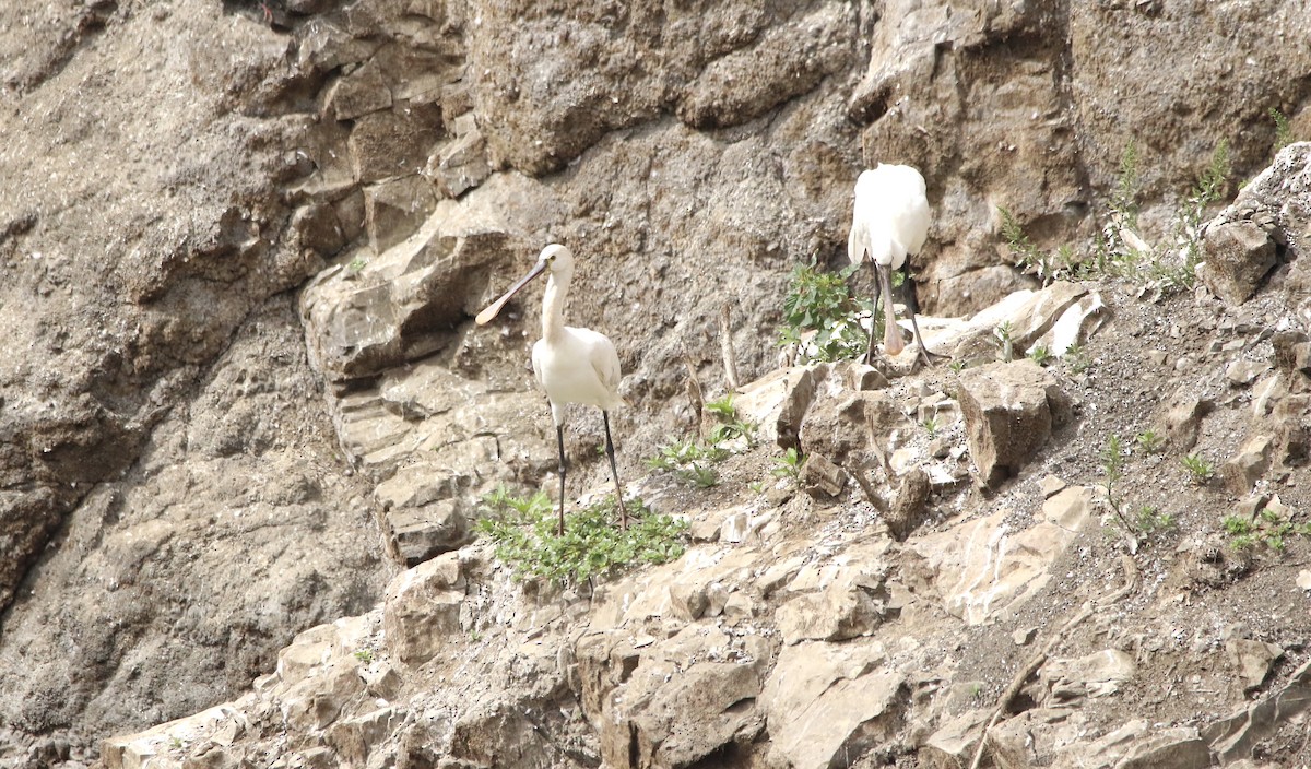 Eurasian Spoonbill - ML620601786