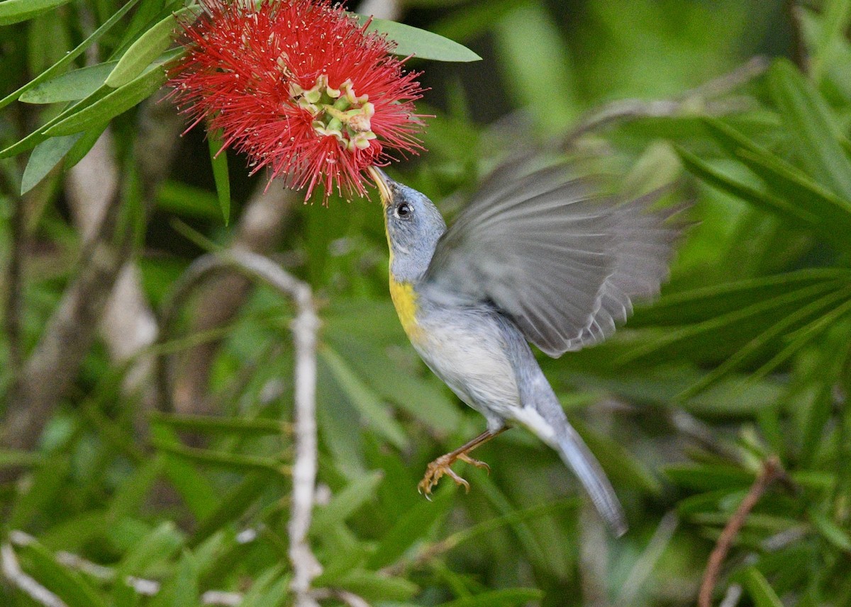 Northern Parula - ML620601788