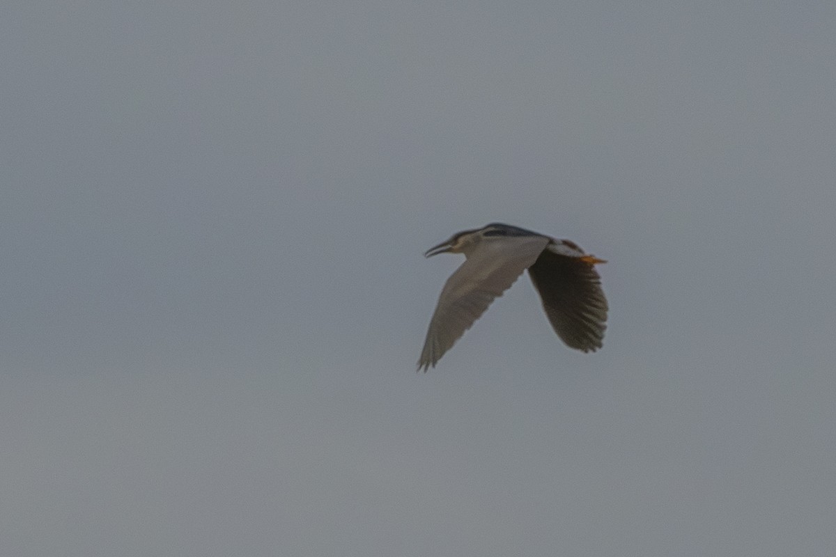 Black-crowned Night Heron - ML620601789