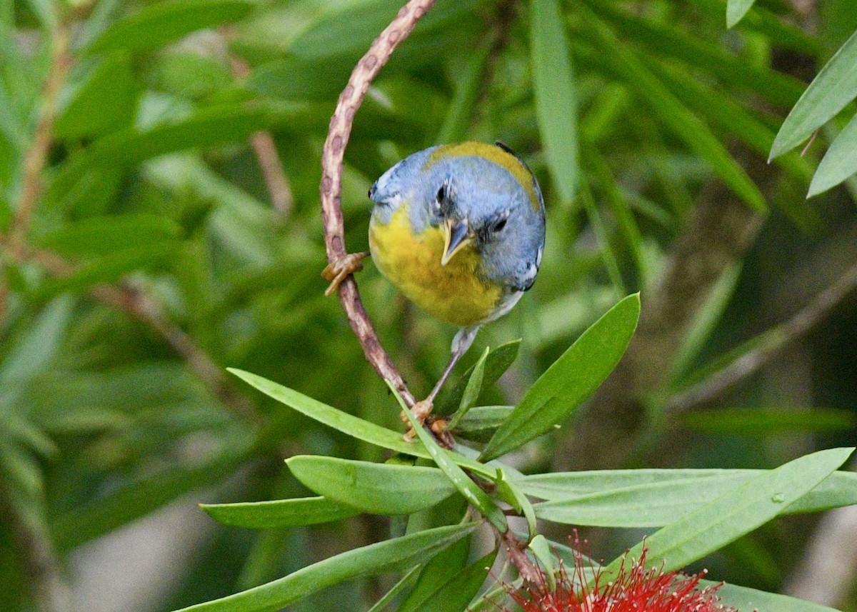 Northern Parula - ML620601790