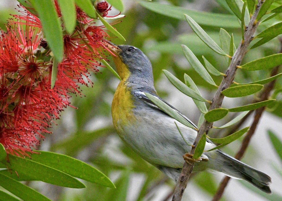 Northern Parula - ML620601792