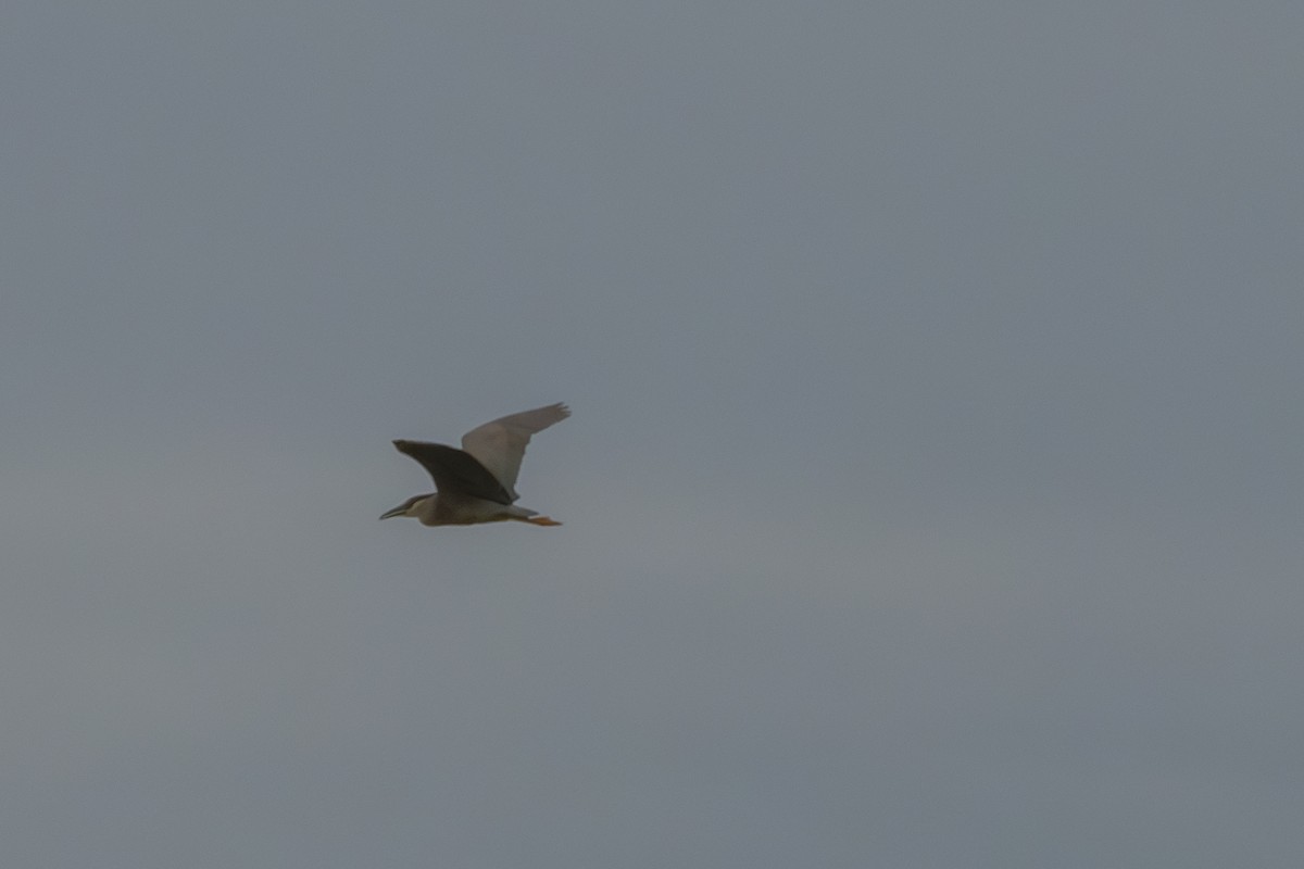 Black-crowned Night Heron - ML620601793