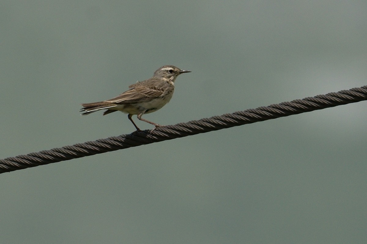 Water Pipit - ML620601799