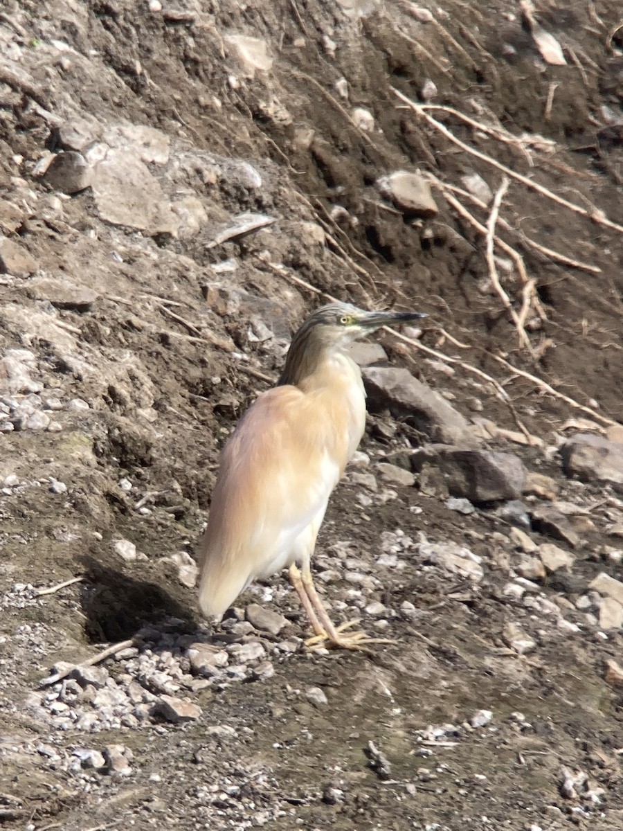 Squacco Heron - ML620601814