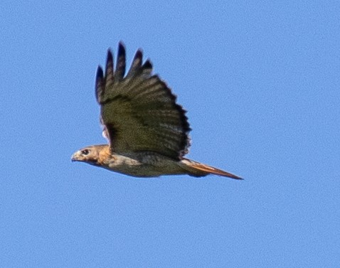 Red-tailed Hawk - ML620601816