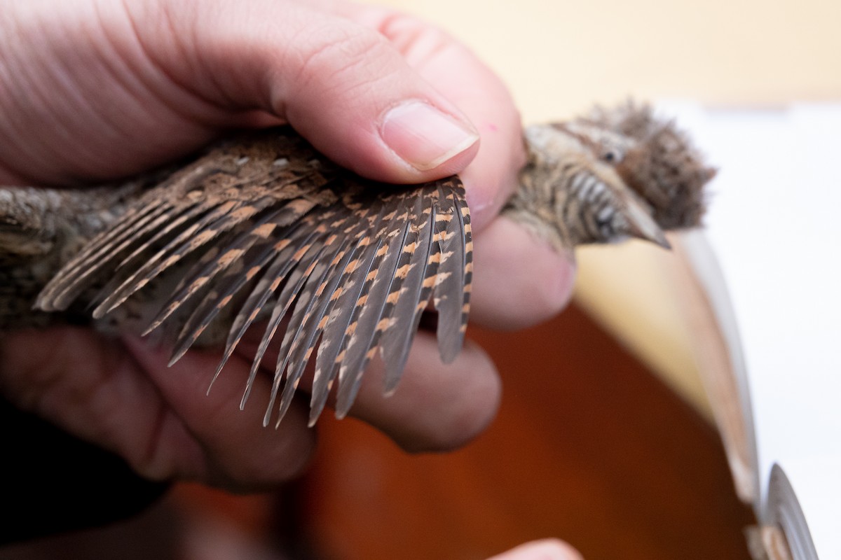 Eurasian Wryneck - ML620601817