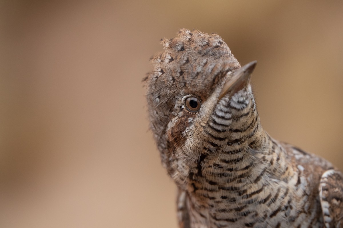 Eurasian Wryneck - ML620601818