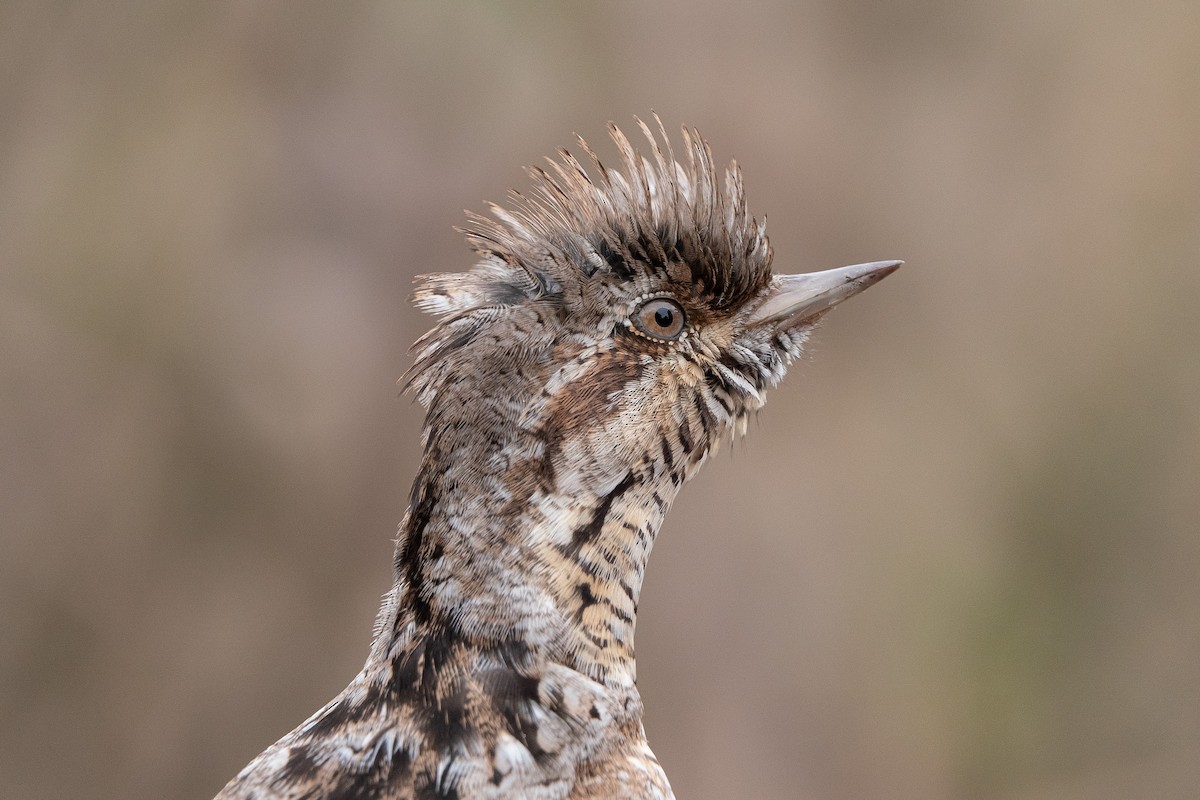 Eurasian Wryneck - ML620601819