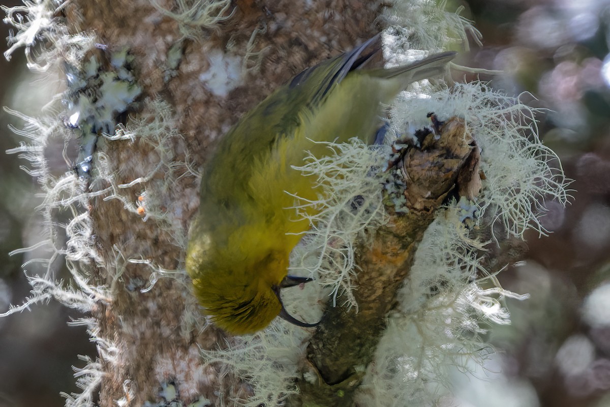 Hawaii-Sichelkleidervogel - ML620601820