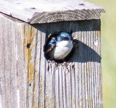 Golondrina Bicolor - ML620601825