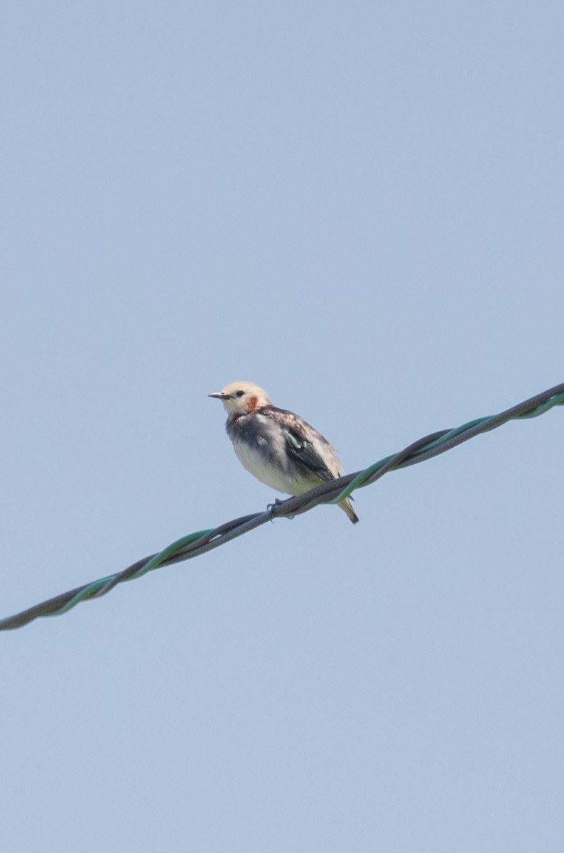 Chestnut-cheeked Starling - ML620601828