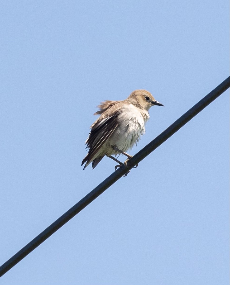 Chestnut-cheeked Starling - ML620601831