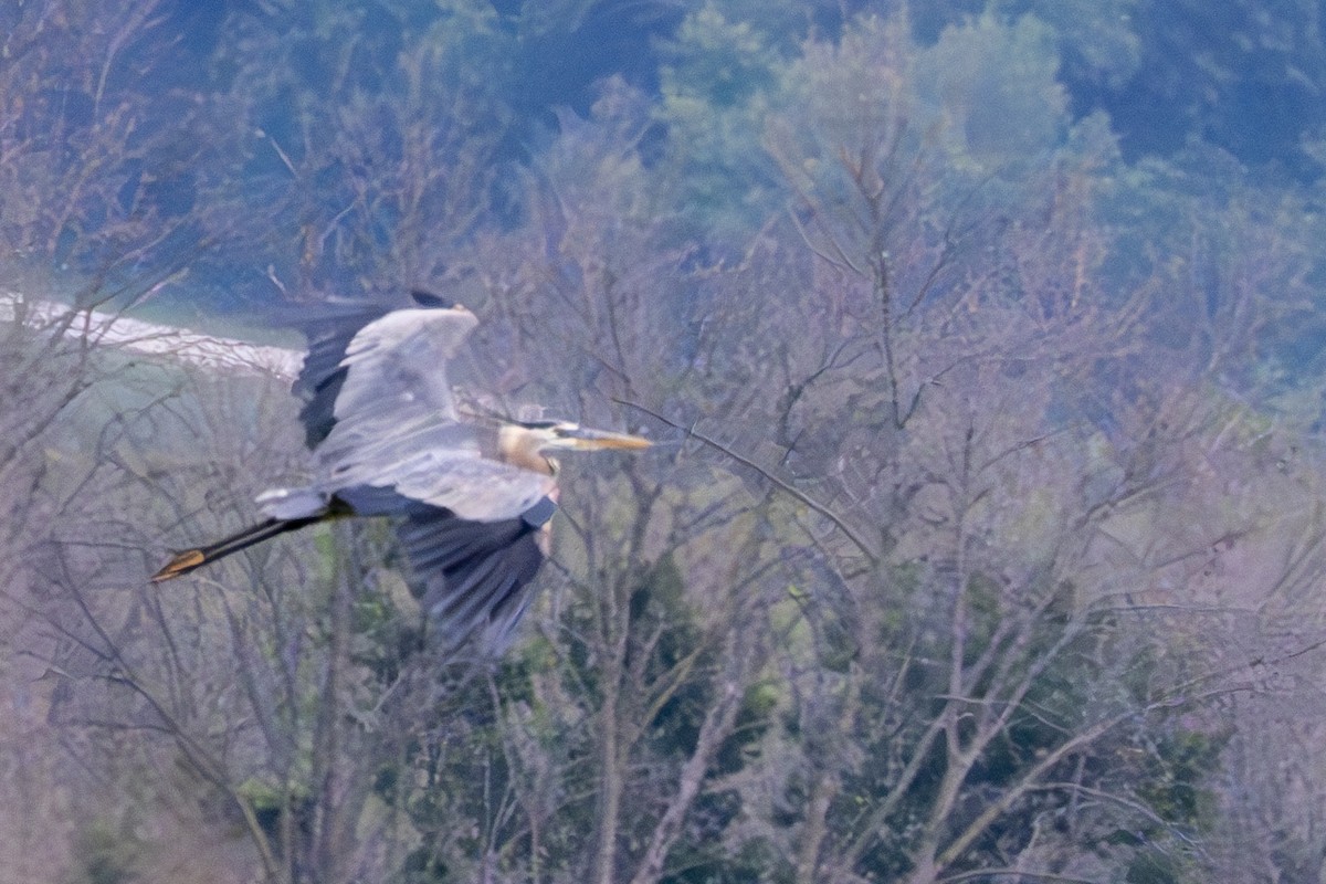 Great Blue Heron - ML620601832