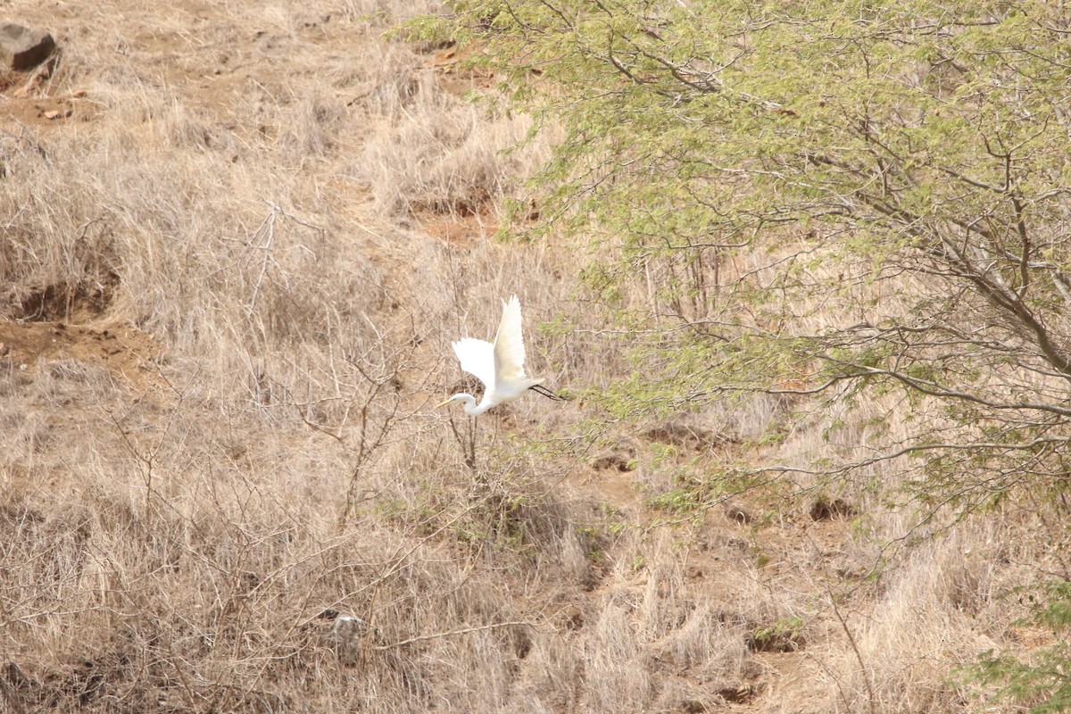 Great Egret - ML620601837