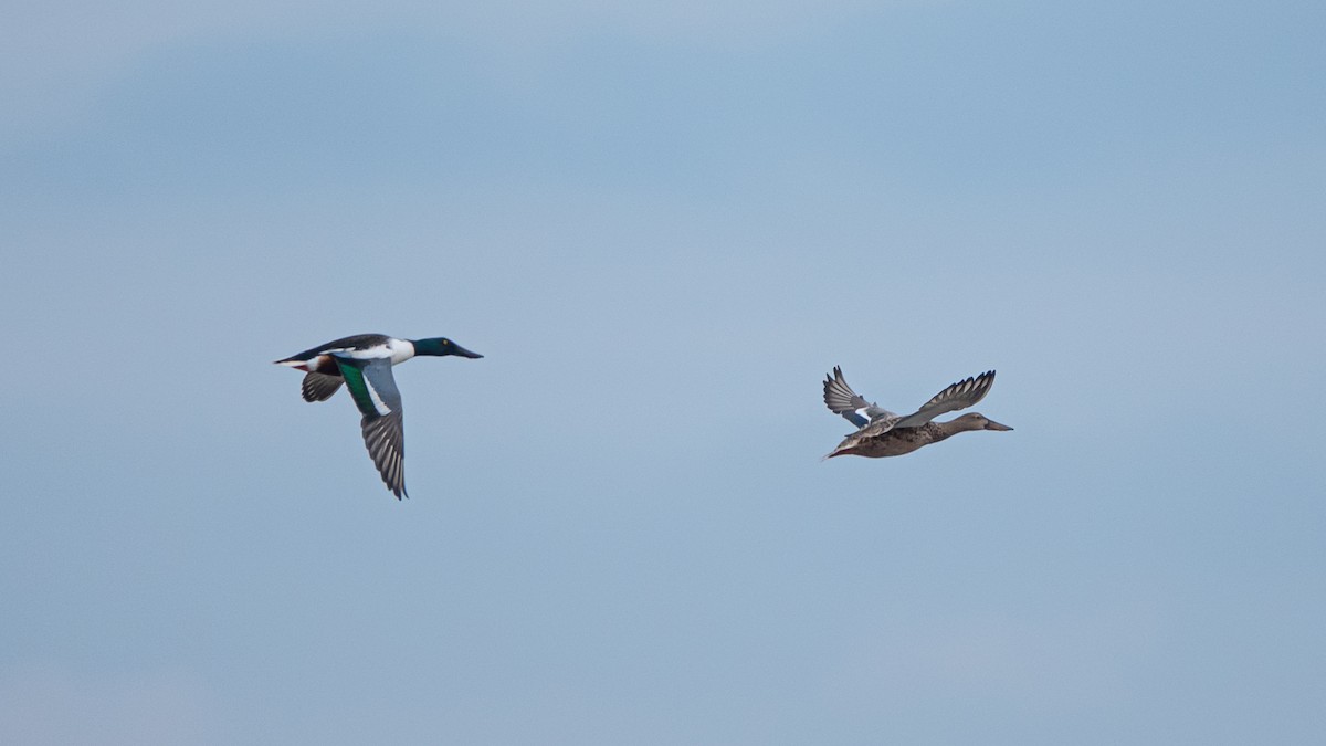 Northern Shoveler - ML620601839