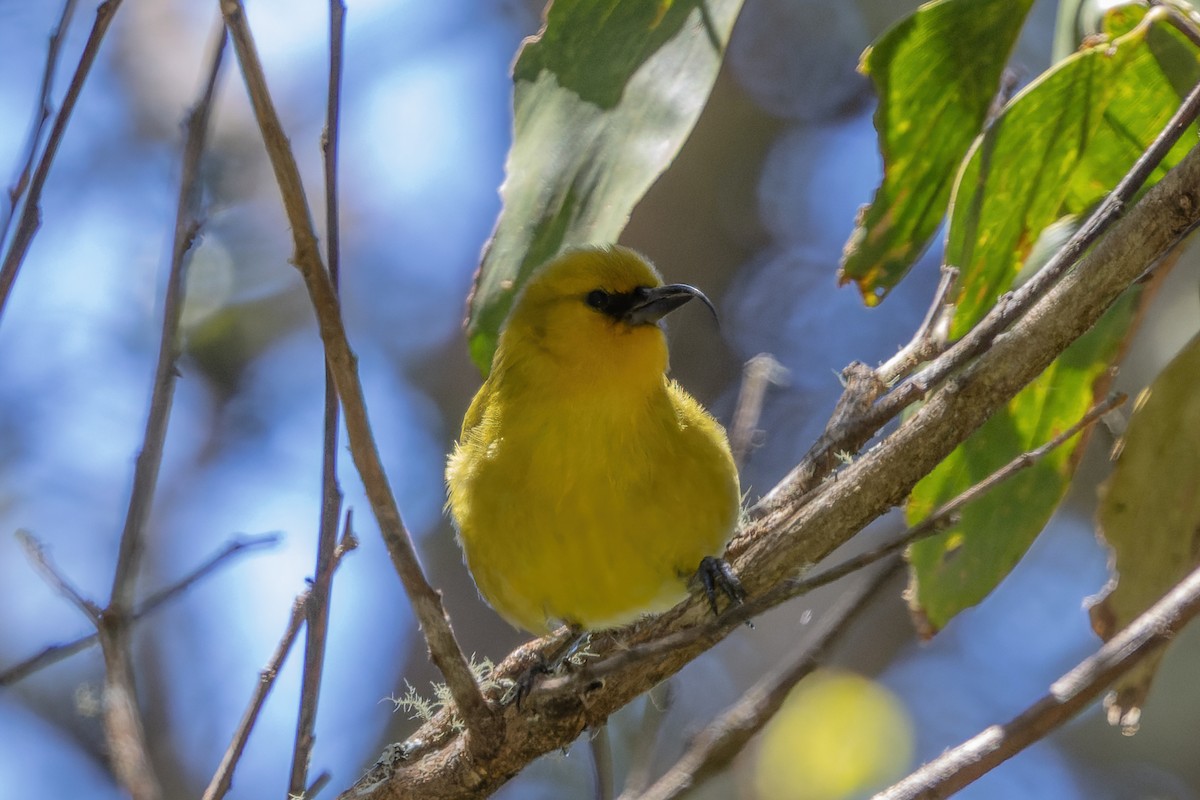 Hawaii-Sichelkleidervogel - ML620601842