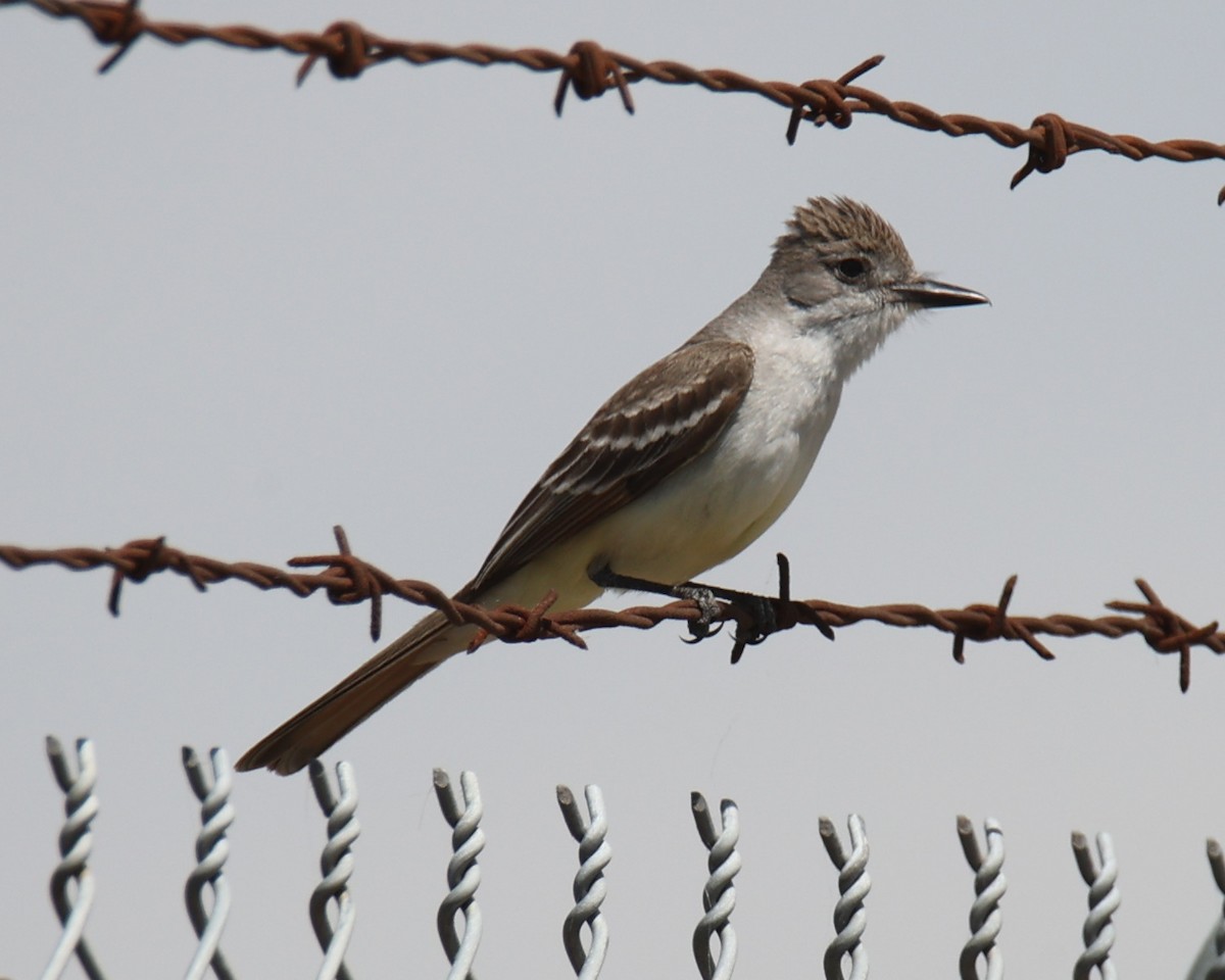 Ash-throated Flycatcher - ML620601844