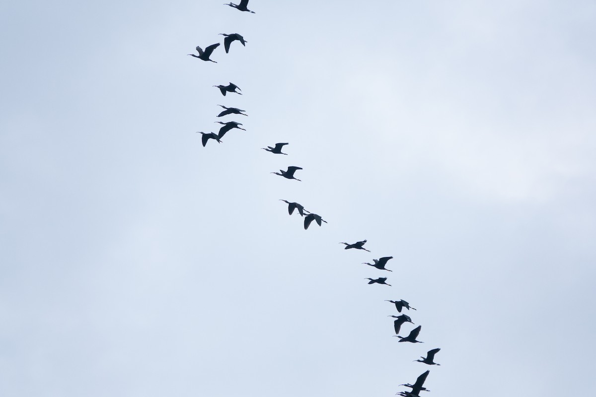 Glossy Ibis - ML620601846