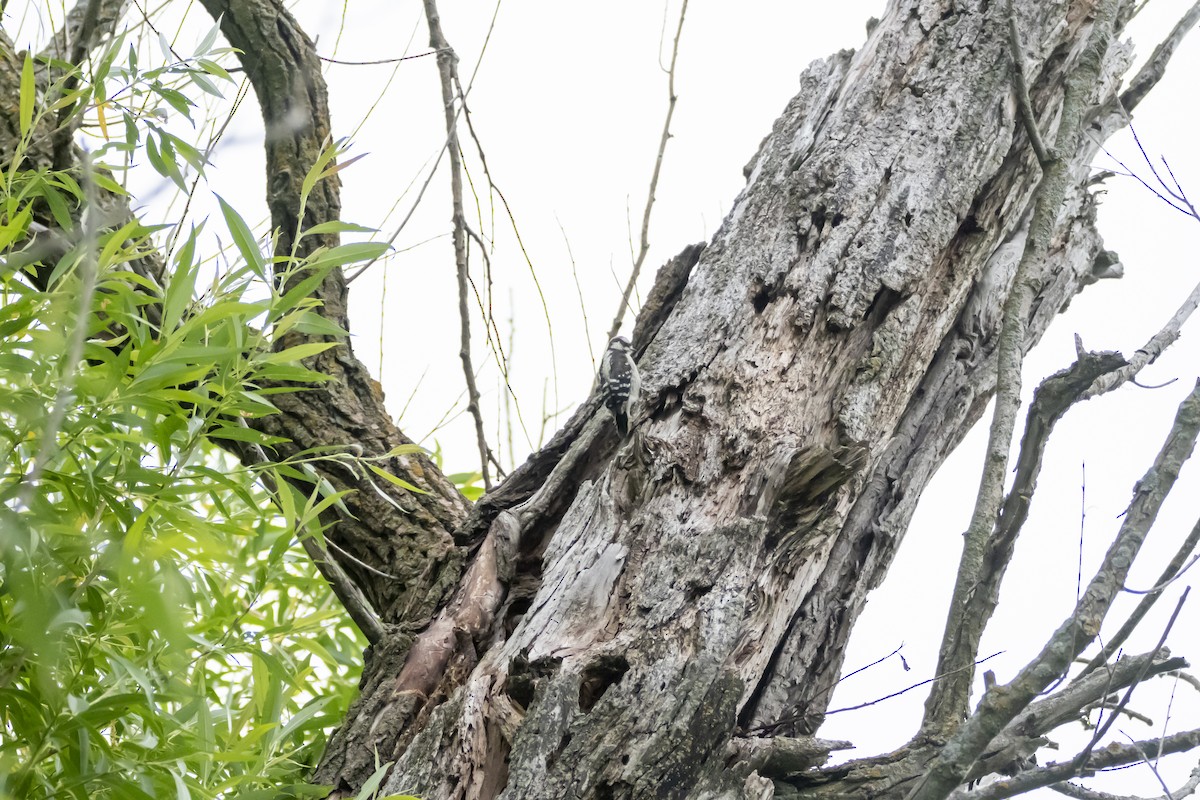 Downy Woodpecker - ML620601848