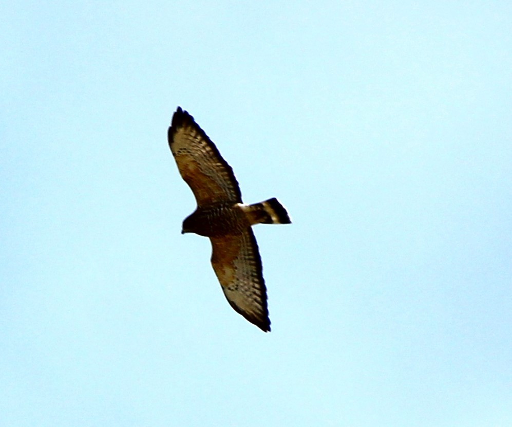 Broad-winged Hawk - ML620601849