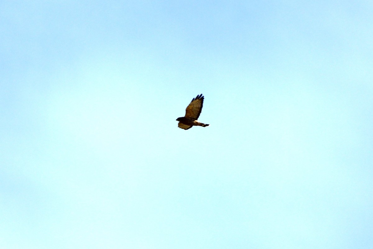 Broad-winged Hawk - ML620601850