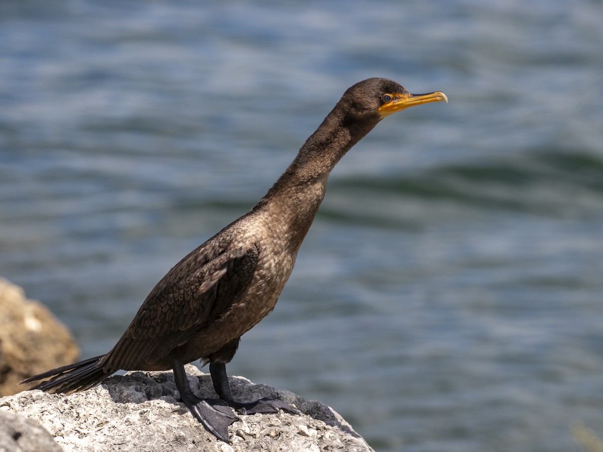 Cormoran à aigrettes - ML620601852