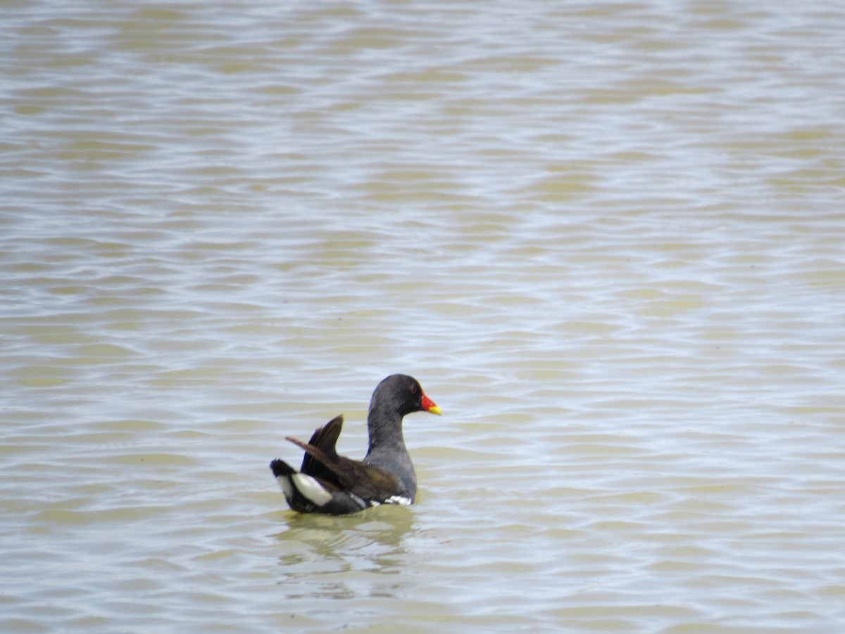 Eurasian Moorhen - ML620601853