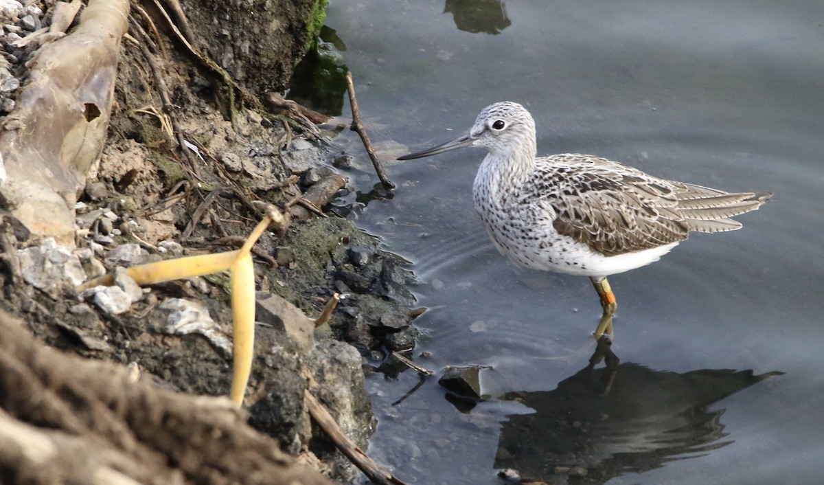 Common Greenshank - ML620601854