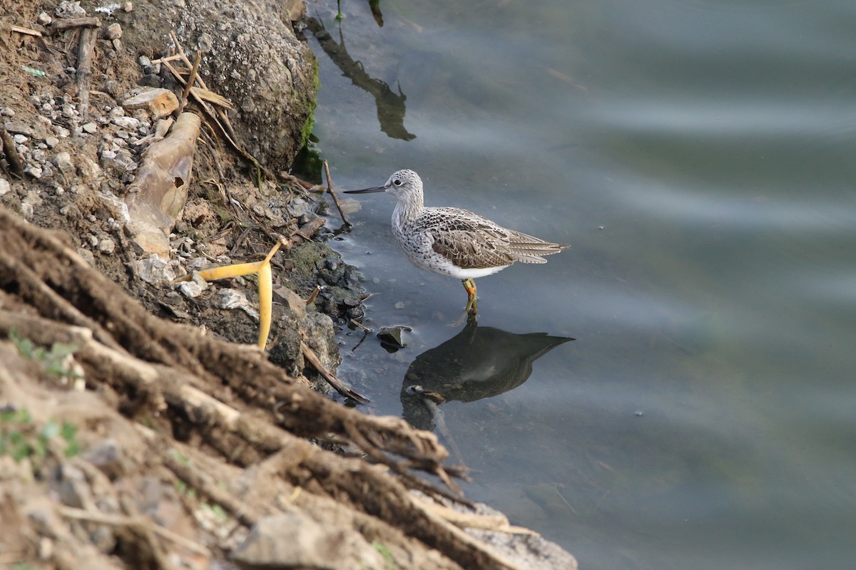 Common Greenshank - ML620601855