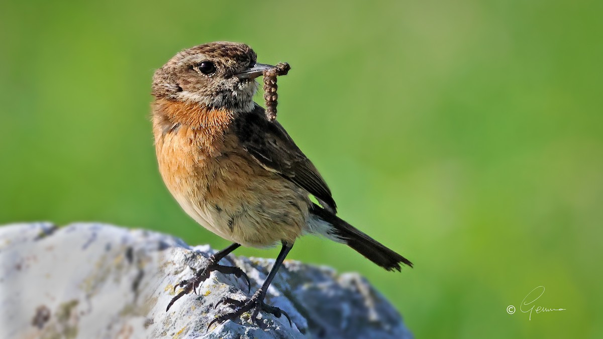 European Stonechat - ML620601856