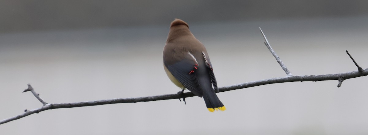 Cedar Waxwing - ML620601857