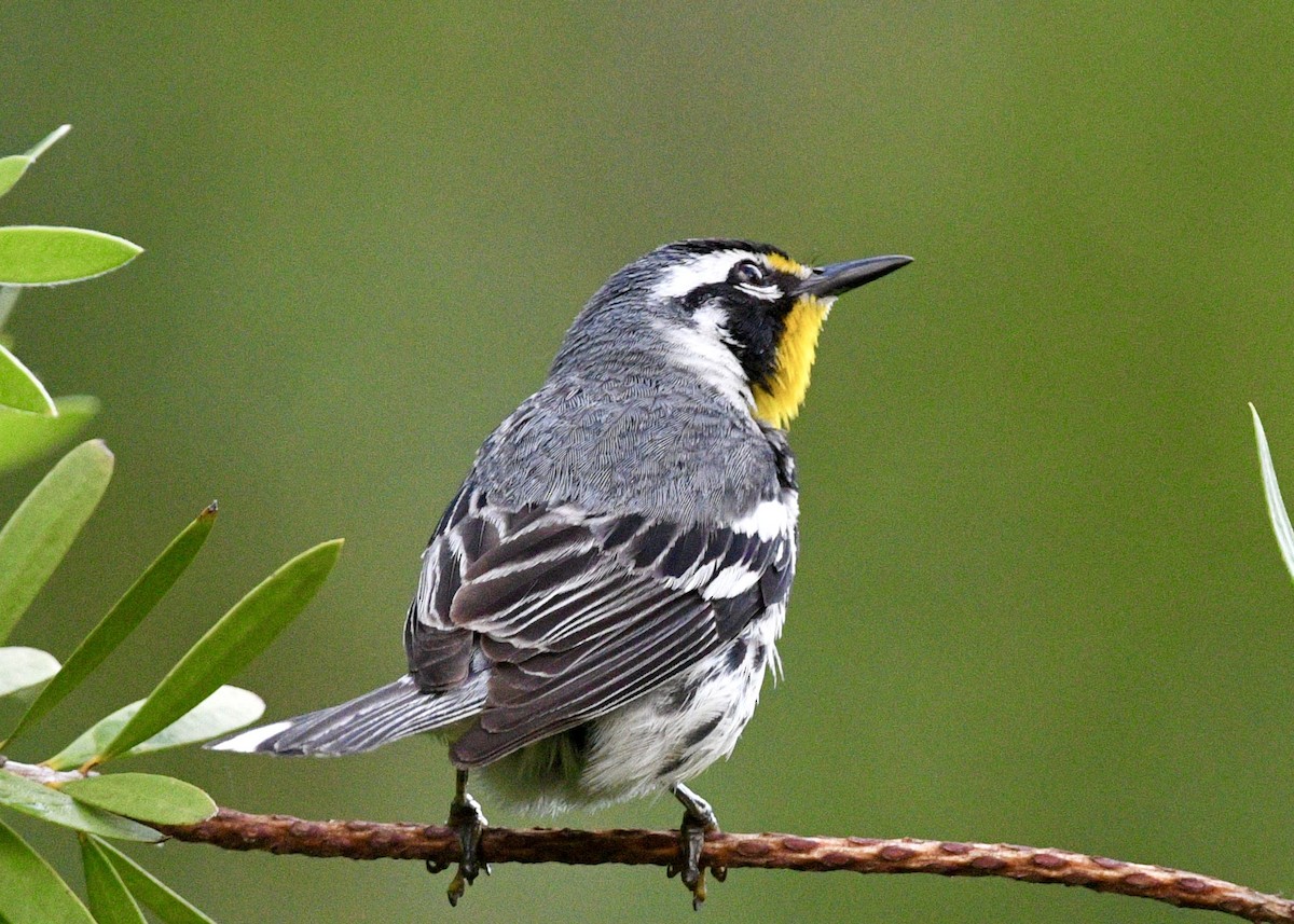 Yellow-throated Warbler - ML620601858