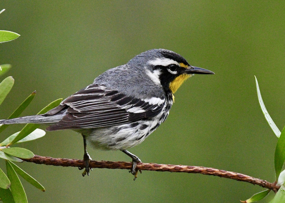 Yellow-throated Warbler - ML620601859