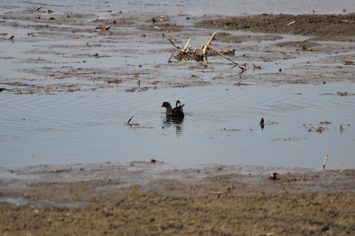 Eurasian Moorhen - ML620601860