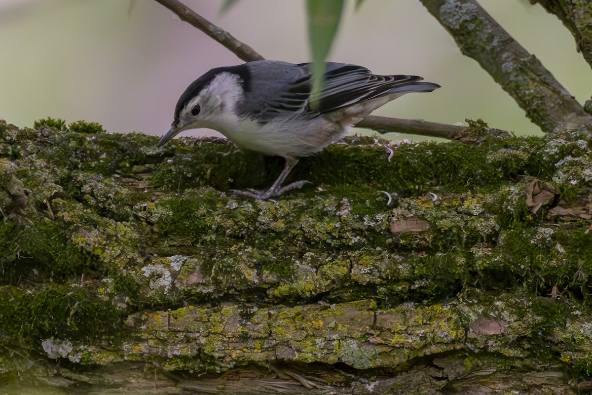 White-breasted Nuthatch - ML620601861