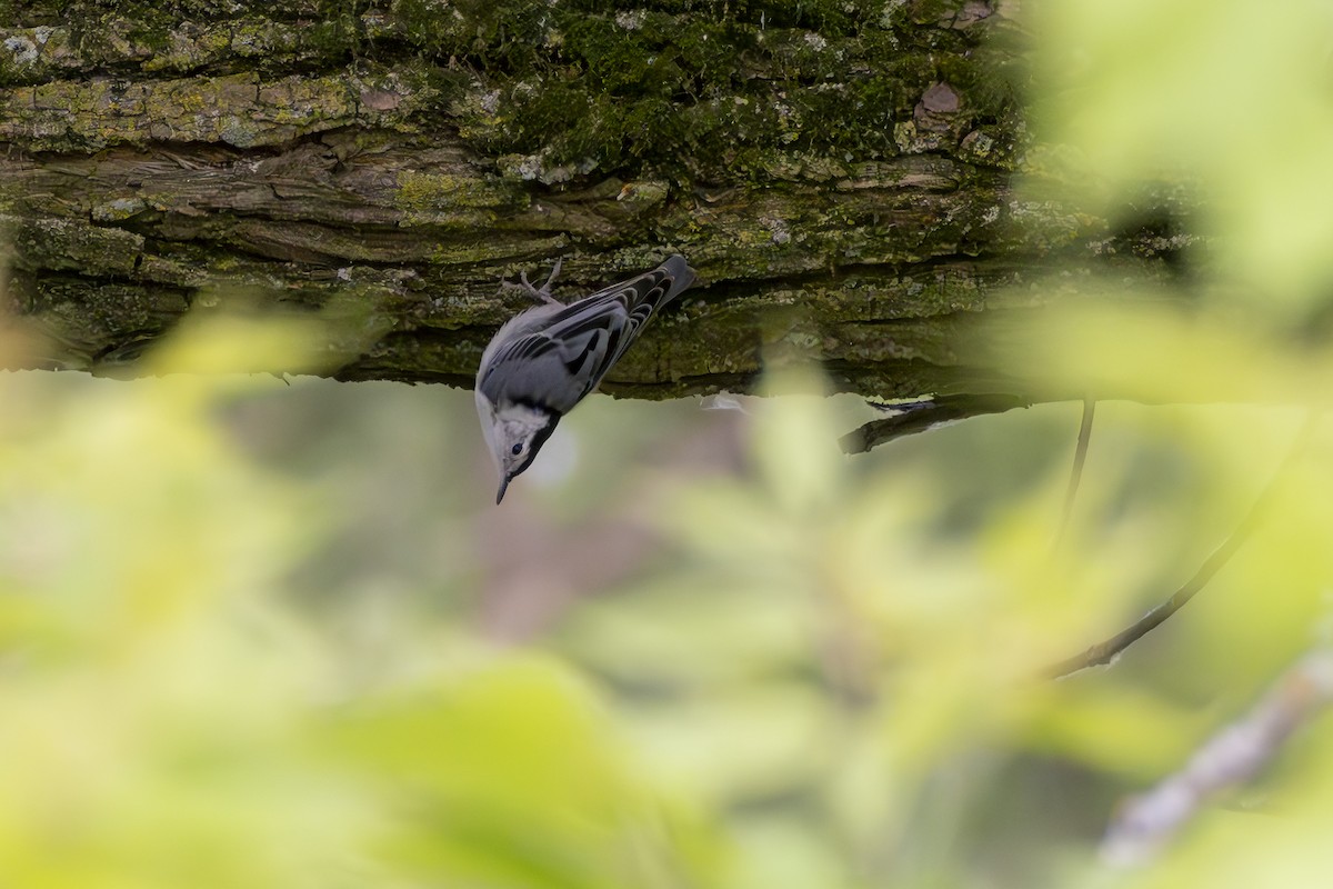 White-breasted Nuthatch - ML620601862