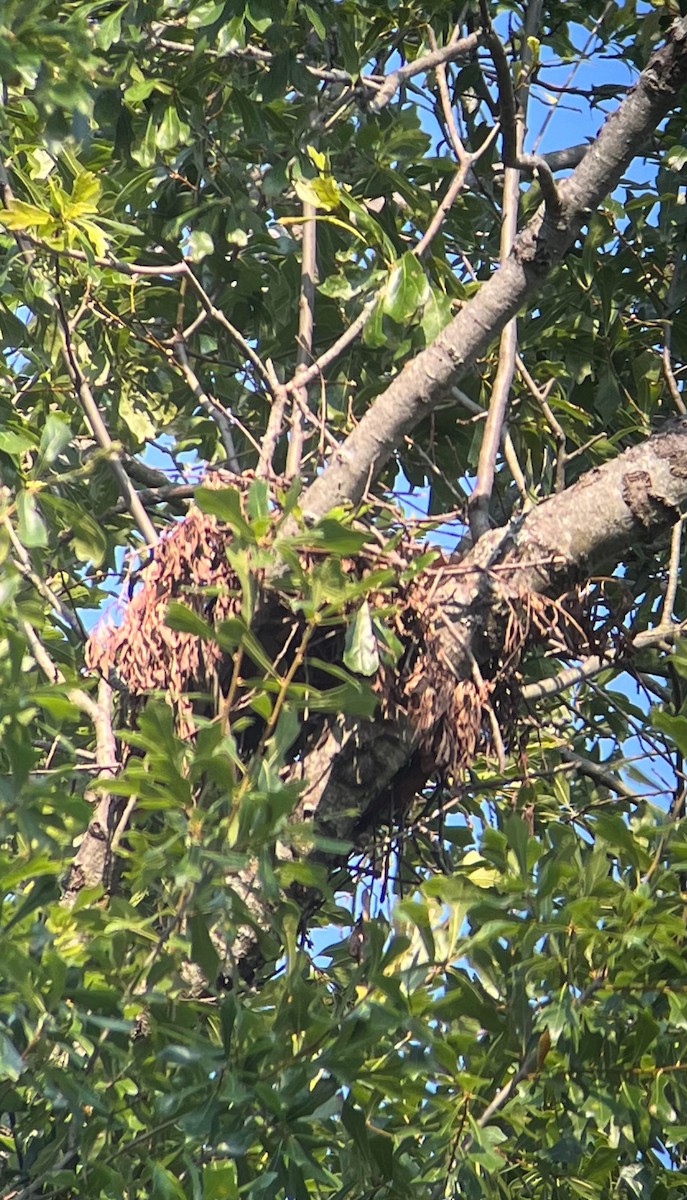 Mississippi Kite - ML620601864