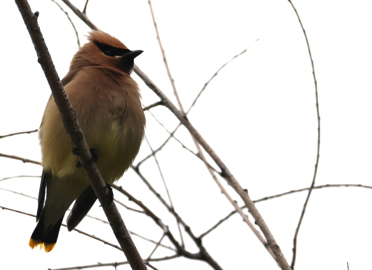 Cedar Waxwing - ML620601865