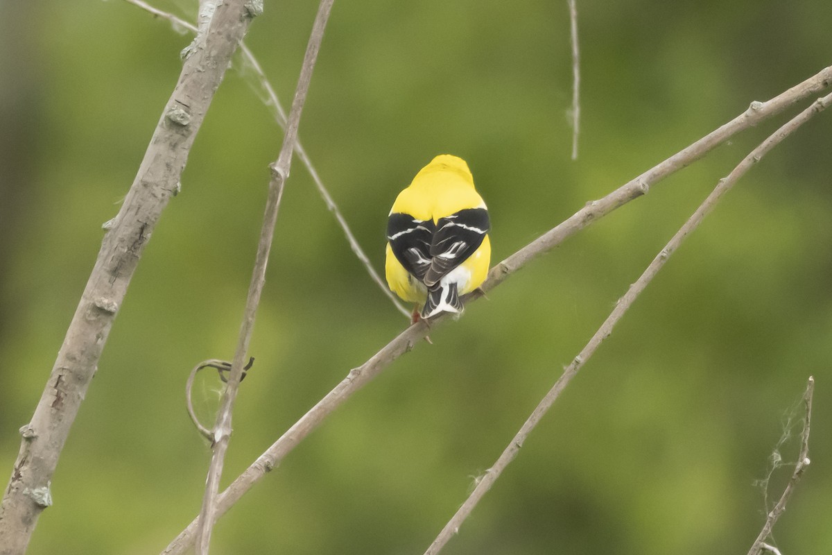 American Goldfinch - ML620601872