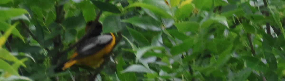 Bullock's Oriole - ML620601873