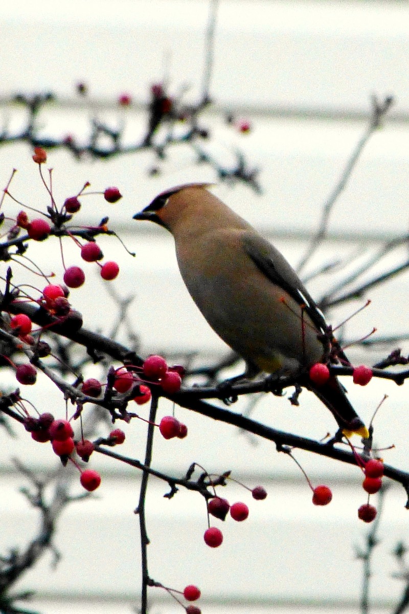 Bohemian Waxwing - ML620601874