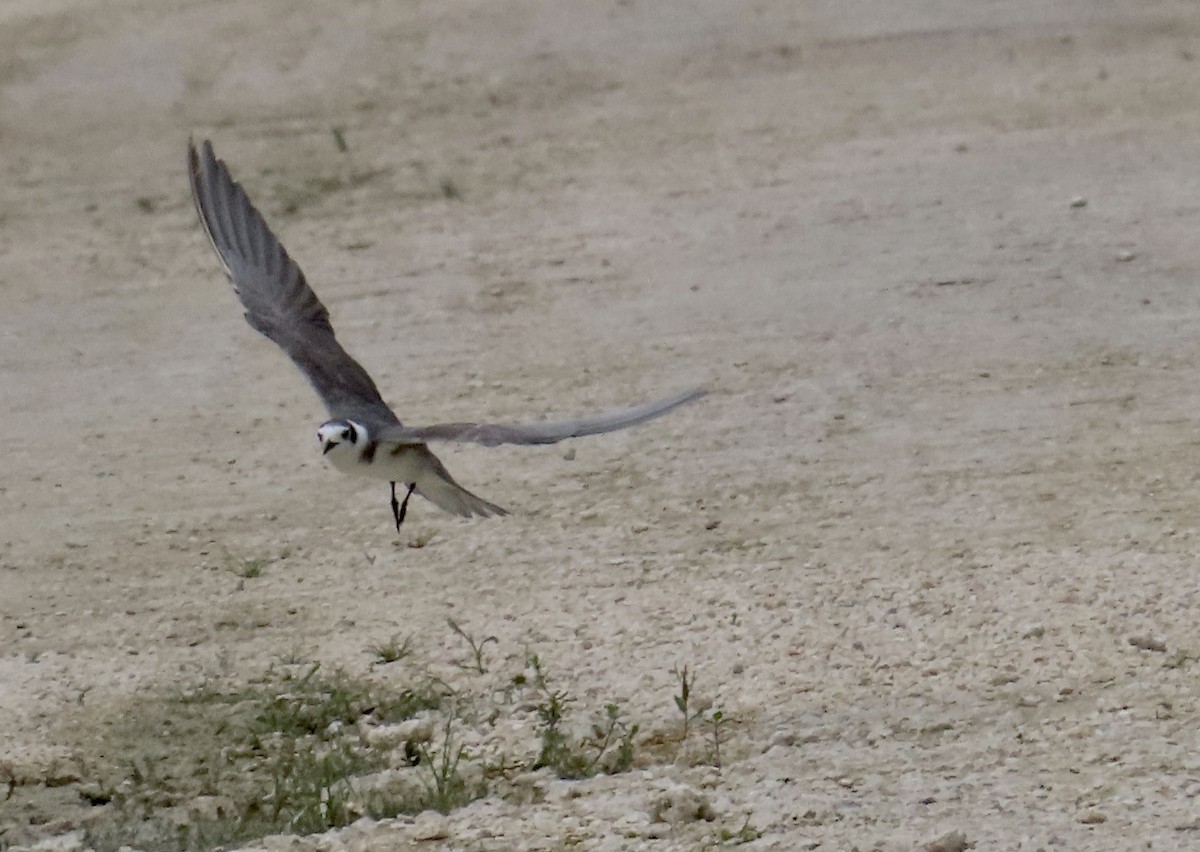 Black Tern - ML620601878