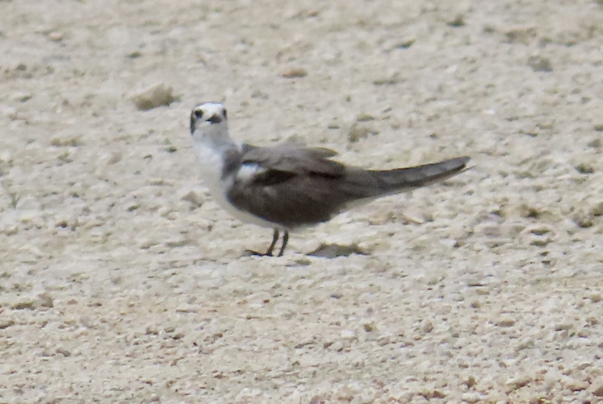 Black Tern - ML620601879