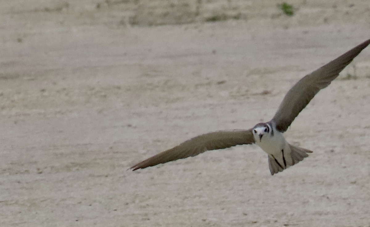 Black Tern - ML620601880